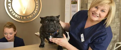 Lubelska Poliklinika Weterynaryjna | Weterynarz Lublin